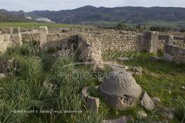 Image du Maroc Professionnelle de  Une pierre utilisée pour moudre les olives afin de produire des pics d'huile d'olive à travers le sous-bois de Volubilis. L'ancienne ville romaine est l'un des sites les mieux préservés au Maroc et le plus visité. La cité romaine se situe à proximité de Moulay Idriss Zerhoun à une trentaine de km au nord-ouest de Meknès, photo prise le jeudi 8 Mars 2012. Volubilis ville antique berbère Walili (Lauriers rose) qui date du 3e siècle avant J.-C. capitale du royaume de Maurétanie fondé comme seconde capital sous le règne de Juba II. (Photo / Abdeljalil Bounhar)
 